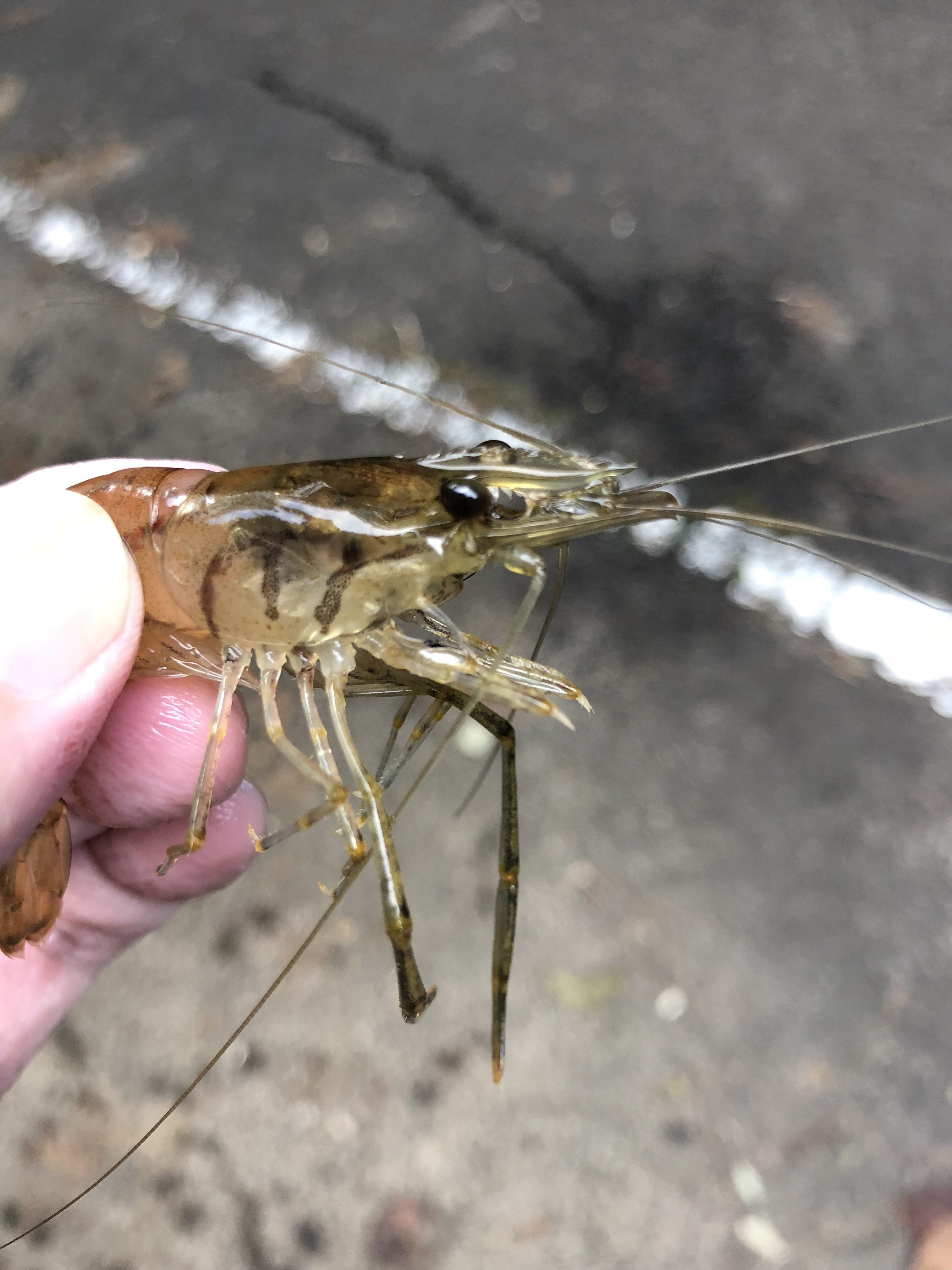 種子島でテナガエビ ダクマ をとってみた サメシ